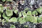 PAB07390 Champignons (Trametes ?)